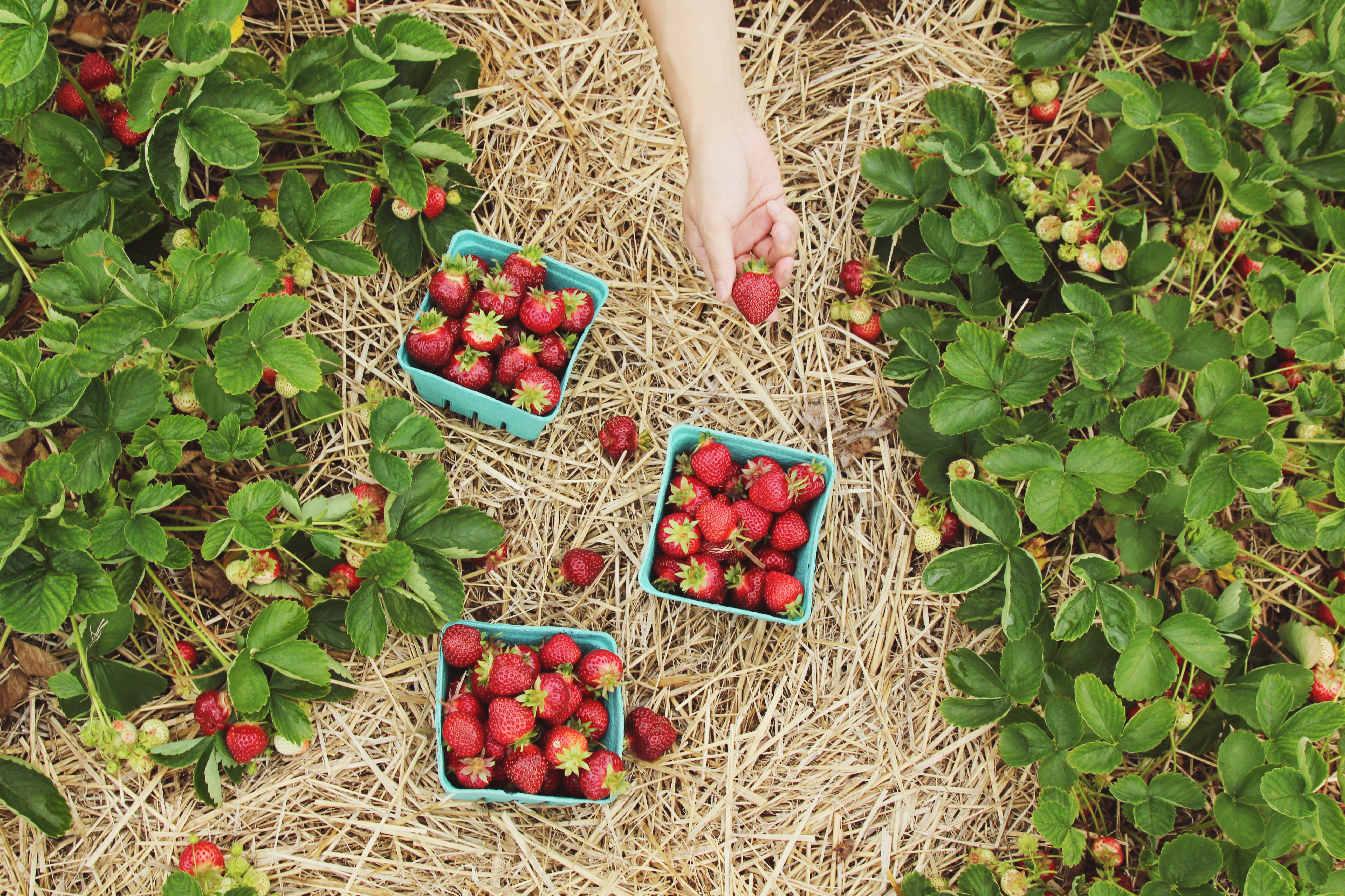 Organic Farming